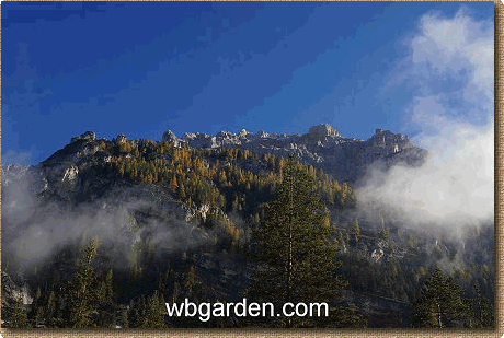 South Tirol dwarf conifers